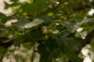Yakın plan: beyaz dutlu dallar