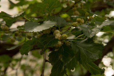 Yakın plan: beyaz dutlu dallar