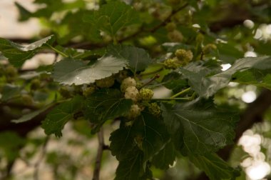 Yakın plan: beyaz dutlu dallar