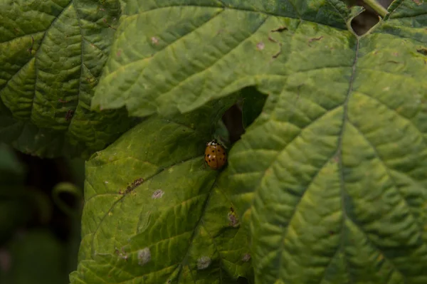 Close Light Orange Ladybird Common Hop Leaf — Stock Photo, Image