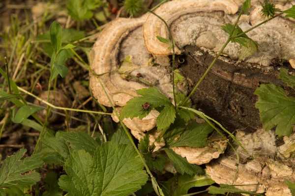 Yakın plan: Ateşböcekli kıllı ağaç mantarı