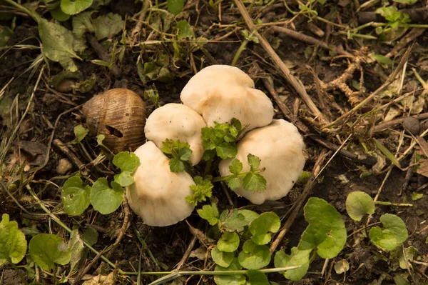 Yakın plan: acı ve zehirli sülfür mantarı.