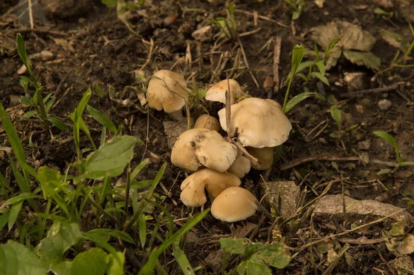 Close Bitter Poisonous Sulphur Tuft Mushroom — Stock Photo, Image