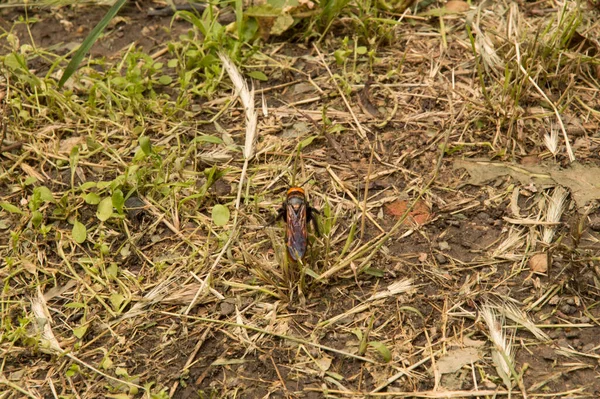 Close Hornet Dried Grass — Stock Photo, Image