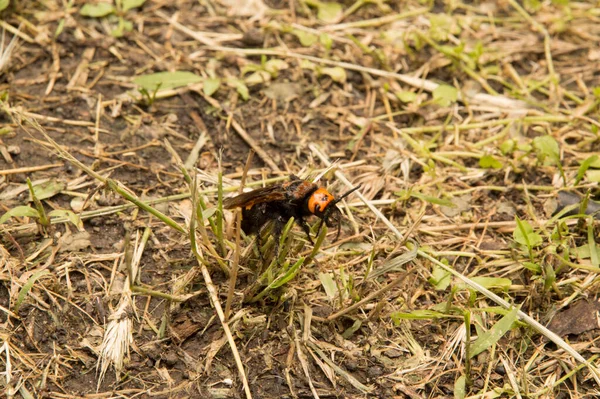 Yakın plan: Kurumuş çimenlerin üzerinde eşek arısı