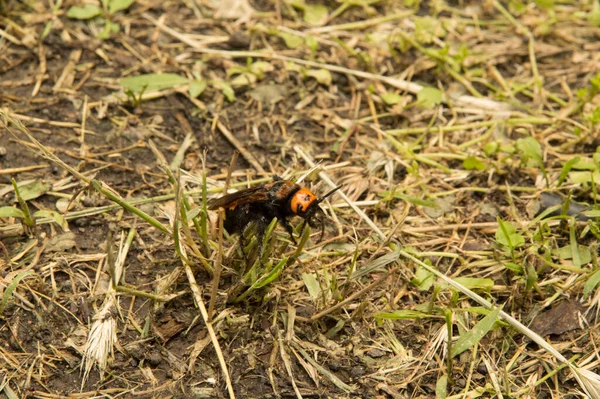 Yakın plan: Kurumuş çimenlerin üzerinde eşek arısı