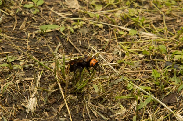 Yakın plan: Kurumuş çimenlerin üzerinde eşek arısı