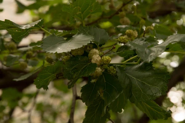 Yakın plan: beyaz dutlu dallar