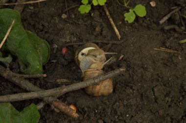 Yakın plan: salyangozlar ağaç dalları arasında ıslak zeminde birleşiyor
