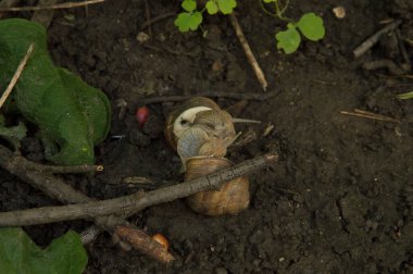 Yakın plan: salyangozlar ağaç dalları arasında ıslak zeminde birleşiyor