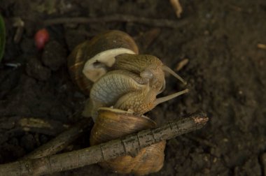 Yakın plan: salyangozlar ağaç dalları arasında ıslak zeminde birleşiyor