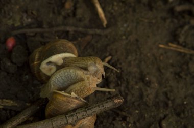 Yakın plan: salyangozlar ağaç dalları arasında ıslak zeminde birleşiyor