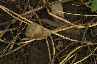 Yakın plan: ağaç dalları arasında ıslak zeminde salyangoz