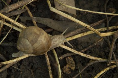 Yakın plan: ağaç dalları arasında ıslak zeminde salyangoz