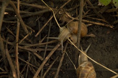 Yakın plan: Ağaç dalları arasında ıslak zeminde iki salyangoz.