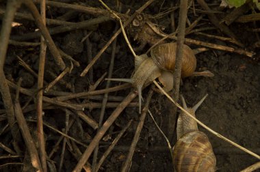 Yakın plan: Ağaç dalları arasında ıslak zeminde iki salyangoz.