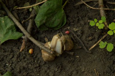 Yakın plan: salyangozlar ağaç dalları arasında ıslak zeminde birleşiyor