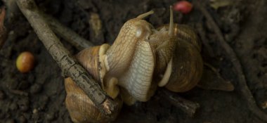 Yakın plan: salyangozlar ağaç dalları arasında ıslak zeminde birleşiyor