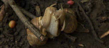 Yakın plan: salyangozlar ağaç dalları arasında ıslak zeminde birleşiyor