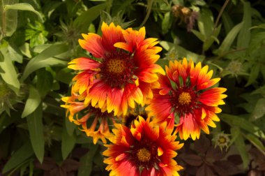 Yakın plan: sarı kenarlı yapraklı turuncu gaillardiya.