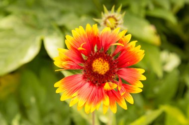 Yakın plan: sarı kenarlı yapraklı turuncu gaillardiya.