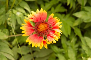 Yakın plan: sarı kenarlı yapraklı turuncu gaillardiya.