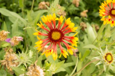 Yakın plan: sarı kenarlı yapraklı turuncu gaillardiya.