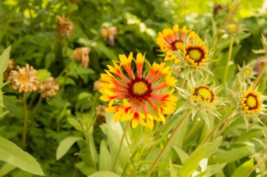 Yakın plan: sarı kenarlı yapraklı turuncu gaillardiya.