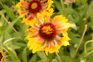 Yakın plan: sarı kenarlı yapraklı turuncu gaillardiya.