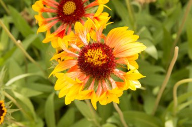 Yakın plan: sarı kenarlı yapraklı turuncu gaillardiya.