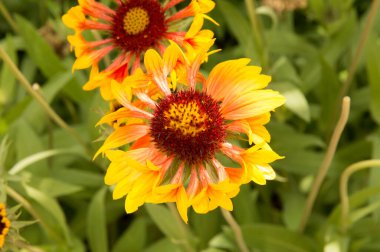 Yakın plan: sarı kenarlı yapraklı turuncu gaillardiya.