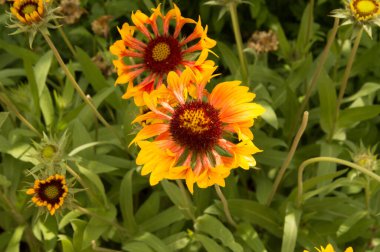 Yakın plan: sarı kenarlı yapraklı turuncu gaillardiya.