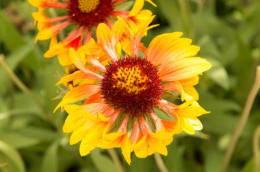 Yakın plan: sarı kenarlı yapraklı turuncu gaillardiya.