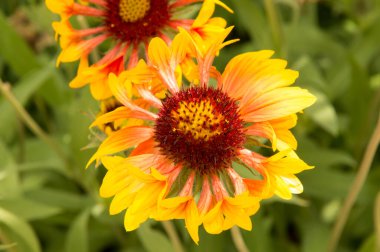 Yakın plan: sarı kenarlı yapraklı turuncu gaillardiya.