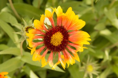 Yakın plan: sarı kenarlı yapraklı turuncu gaillardiya.