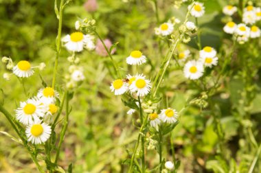 Yakın plan: üzerinde küçük kırmızı bir böcek olan papatya demetleri 