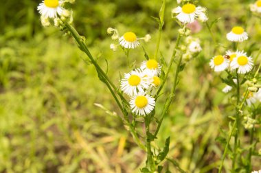 Yakın plan: şeritte papatya sürüsü