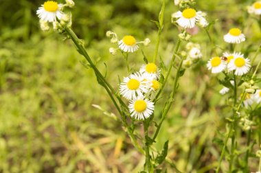 Yakın plan: şeritte papatya sürüsü