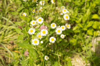 Yakın plan: şeritte papatya sürüsü