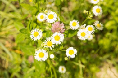 Yakın plan: şeritte papatya sürüsü