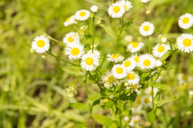 Yakın plan: şeritte papatya sürüsü