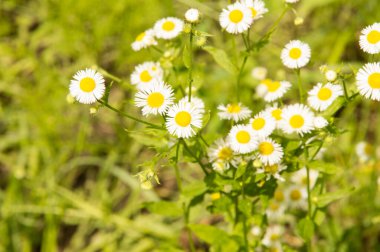Yakın plan: şeritte papatya sürüsü