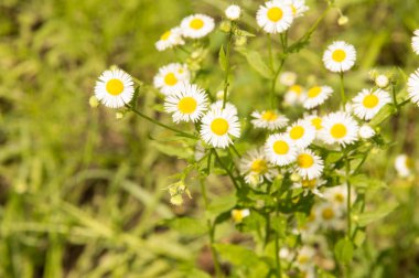Yakın plan: şeritte papatya sürüsü