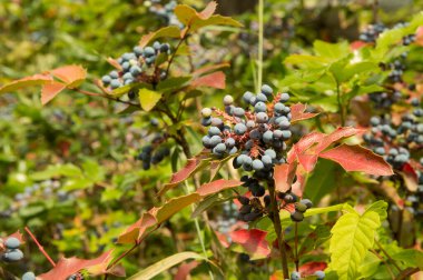 Oregon üzümlü, koyu mor böğürtlenli.