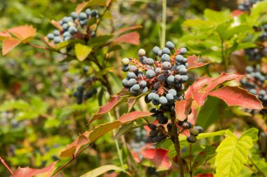 Oregon üzümlü, koyu mor böğürtlenli.