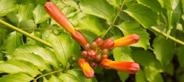 Yakın plan: turuncu trompet sarmaşığı çiçekleri 