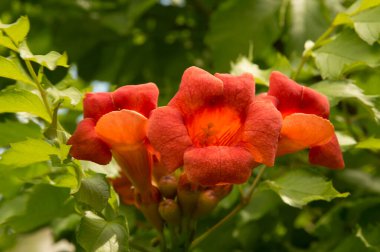 Yakın plan: turuncu trompet sarmaşığı çiçekleri 