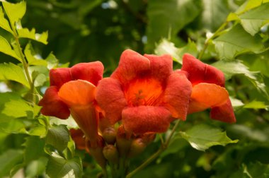 Yakın plan: turuncu trompet sarmaşığı çiçekleri 