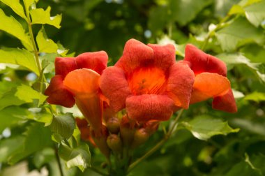 Yakın plan: turuncu trompet sarmaşığı çiçekleri 