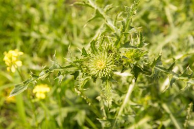 Yakın plan: Çiçeksiz devedikeni